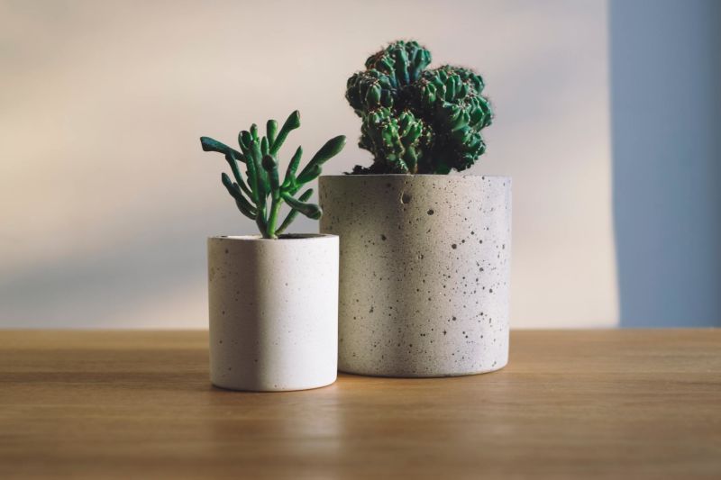 dois vasos com plantas diferentes em cima de uma mesa