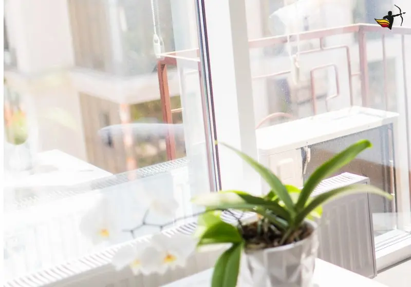 foto de janela atras e planta a frente desfocada