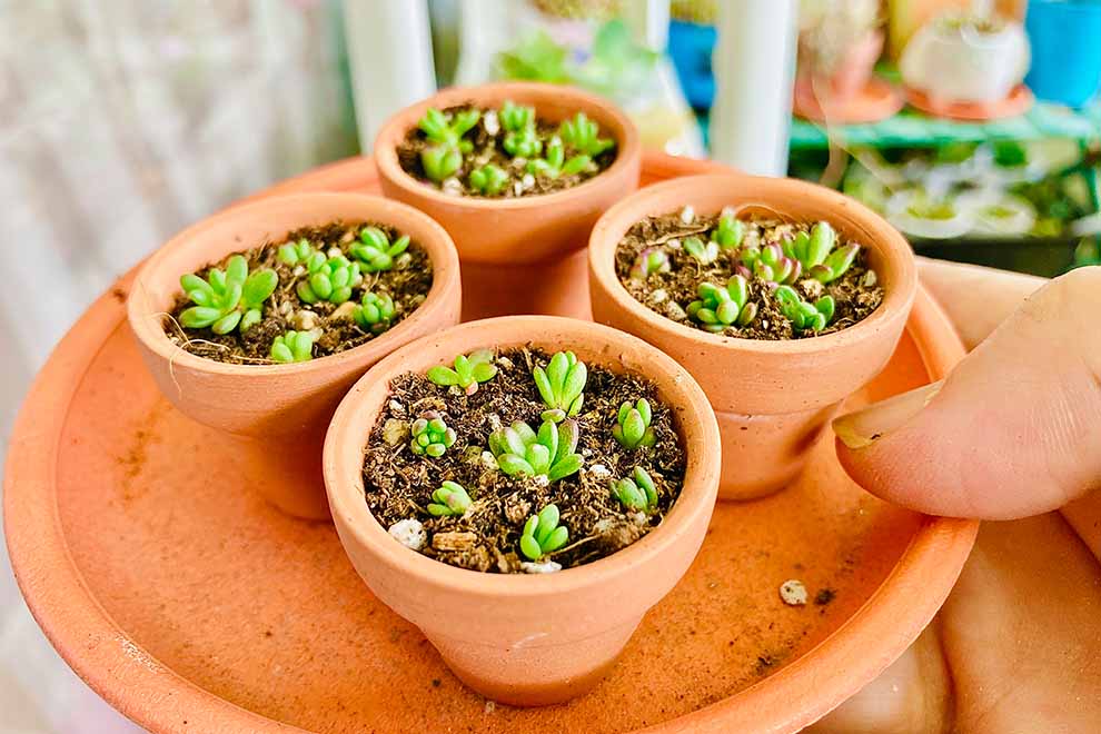 sucolentas em vasos de barro